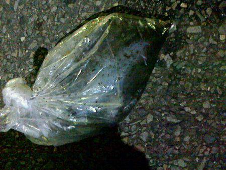 初めてのエギング